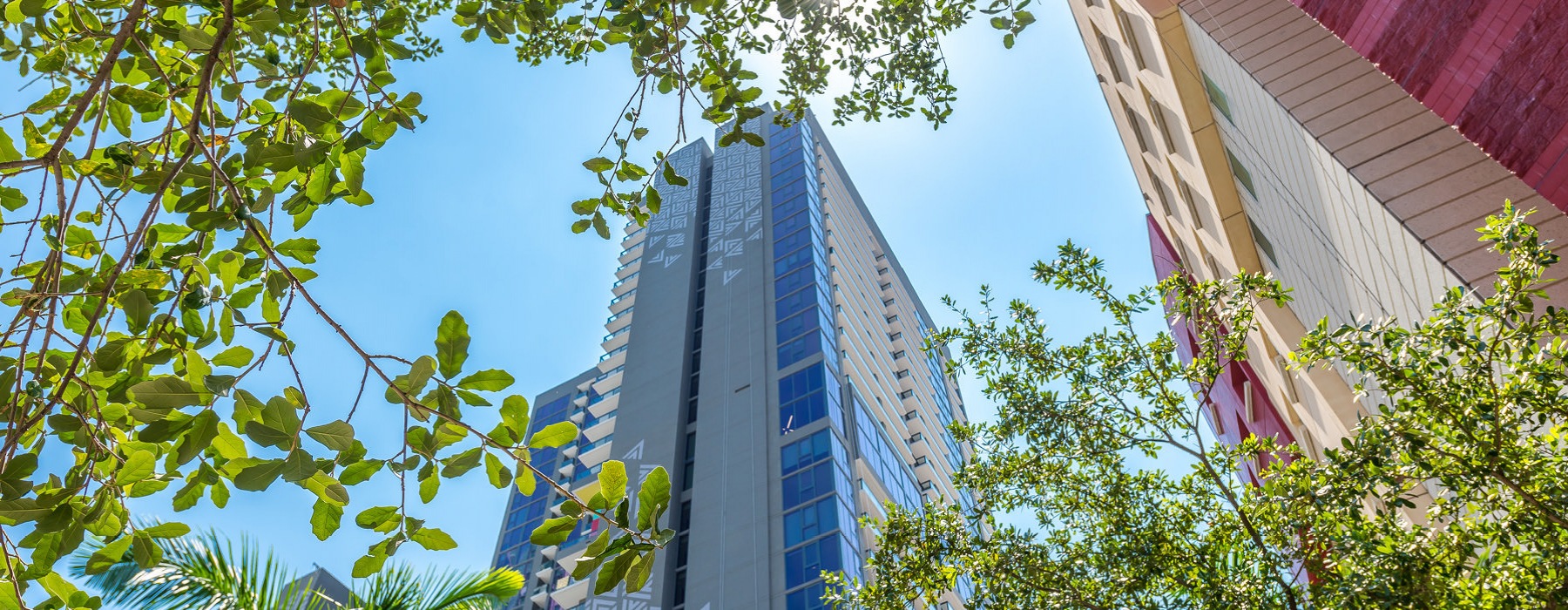 upward view of Alea Miami high rise framed by leaves on tree branches